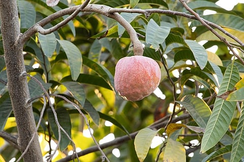 Extracts from different parts of this plant have traditionally been used to cure conditions including dysentery and pediculosis (louse infestation). Photo: iStock.