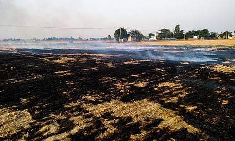 The researchers suggested that a revised groundwater policy allowing earlier sowing dates could improve air quality in north India. Photo: iStock
