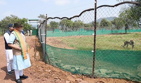 Project Tiger, CAMPA funds used to finance cheetah project: Centre