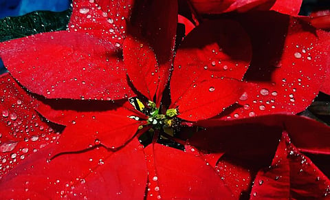 Poinsettia was used by the Aztecs for dyeing their garments and as an anti-pyretic medicine. Photo: iStock