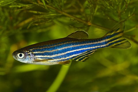 Photo: iStock