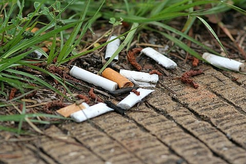 Cigarette butts contain heavy metals and thermoplastics that take years to decompose. Photo: iStock.