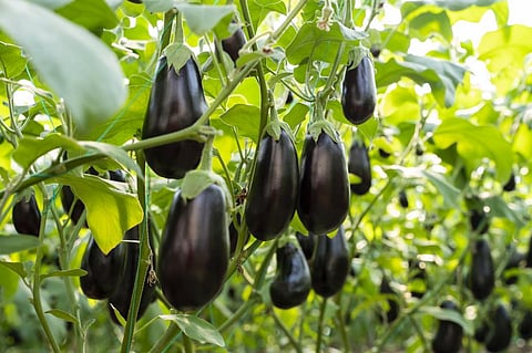 The brinjal varieties are developed by Bejo Sheetal through crop breeding techniques. Photo: iStock