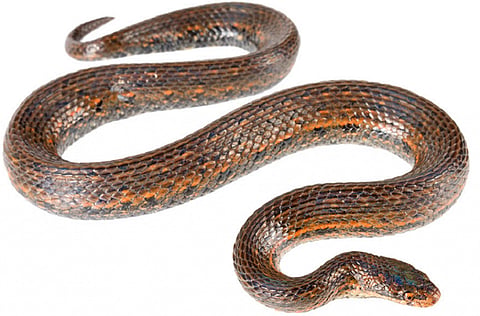 The reptile's colouring is primarily light brown with darker brown or black blotches — similar to a boa constrictor. Photo: European Journal of Taxonomy
