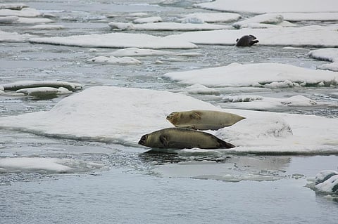 The amount of ice lost by glaciers between 1994 and 2017 was around 30 trillion tonnes. Photo: iStock.