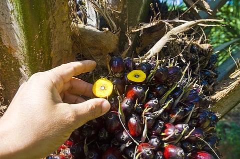 Domestic refiners fear losses as RBD palm oil import increases