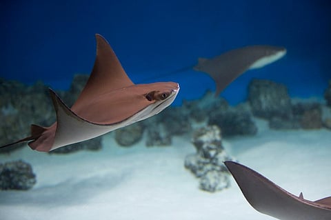 Photo: Shutterstock