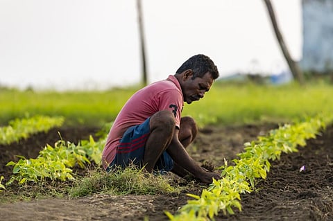 Creating agricultural value chains that support sustainable farm practices provides better livelihood opportunities and incomes for smallholder farmers. Photo: iStock