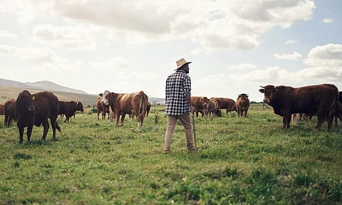 Farming in South Africa: 6 things that need urgent attention in 2023