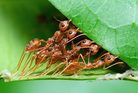 The body temperatures of ants depend on external sources like sunlight. Photo: iStock