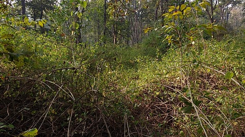 A forest in Kanha Tiger Reserve with a dense growth of invasive Lantana camara. These areas were restored timely following the study by the forest department. Photo: Rajat Rastogi