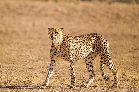 Eight big cats from Namibia had arrived at the Kuno National Park in Madhya Pradesh’s Sheopur district on September 17, 2022. Photo for representaion: iStock