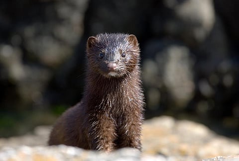 Photo: iStock
