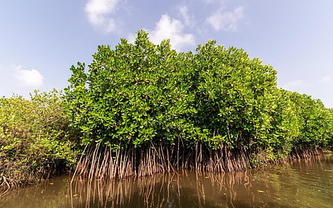 Mangroves in Pichavaram. Photo: iStock