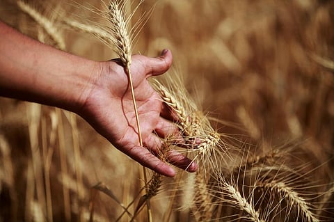 Sowing of wheat, the main Rabi crop, begins in October and harvesting starts from March / April. Representative photo: iStock.