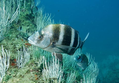 Temperatures of the top few metres of the sea have increased by approximately 0.13 degrees Celsius per decade over the past 100 years. Photo: iStock.