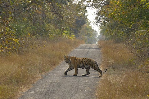फोटो साभार : विकिमीडिया कॉमन्स, सोहम द वाइल्ड
