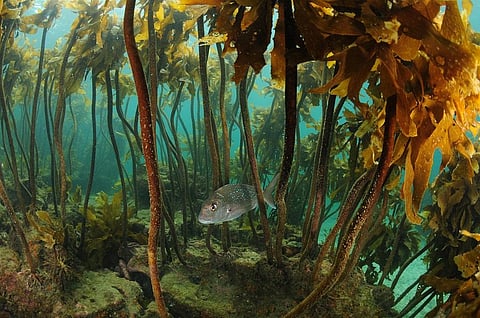 Kelps cover 25 per cent of the world’s coastlines and provide food and shelter for fish, invertebrates and marine mammal species. Photo: iStock