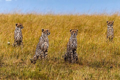 The cheetahs will only be sedated and not tranquilised during the flight. Photo iStock