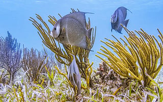 Photo: iStock