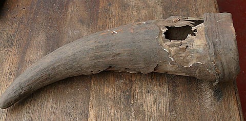 Both the Khoi and the San believed in a mythical animal, resembling a cow, whose horns were thought to have medicinal attributes. Rodger Smith