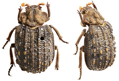 The beetle was found in the collections of Zoological Survey of India, Western Regional Centre (WRC), Pune. Photo: Aparna Kalawate