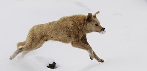 In the cold mountains of Ladakh, this free-ranging dog was doing more than stealing meat from a snow leopard kill — it was ‘hunting’ with me. Photo: Narendra Patil.