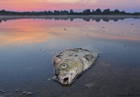 Around 360 tonnes of fish in the Oder River were impacted by toxic algal bloom in 2022. Photo shared by Virginijus Sinkevičius / @EU_Commission Commissioner for Environment, Oceans and Fisheries / Twitter