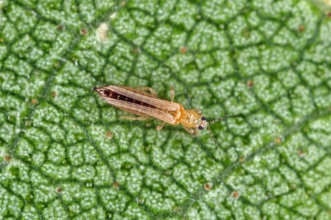 Warm and dry weather conditions prevailing in north and northeast India are ideal for the growth of insects like thrips. Photo: iStock