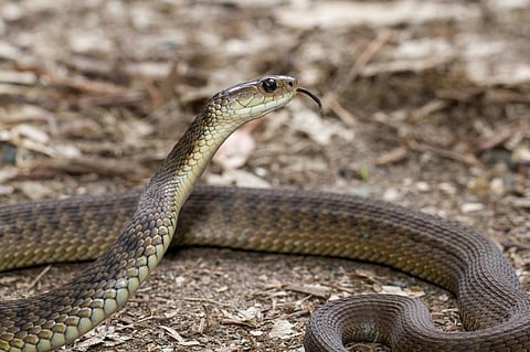 The study shows that despite a lack of outside ears, hearing plays an important role in snakes’ sensory repertoire. Photo: iStock