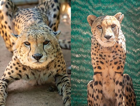 The two made their first kill on November 8, 2022, within 24 hours of being released into the five-square-kilometre enclosure built for them in Kuno. Photo: Cheetah Conservation Fund.