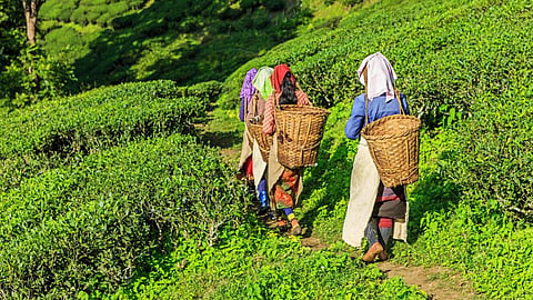 The scheme’s objective focused on providing houses to permanent tea garden workers who have no houses due to lower economic conditions. Photo: iStock