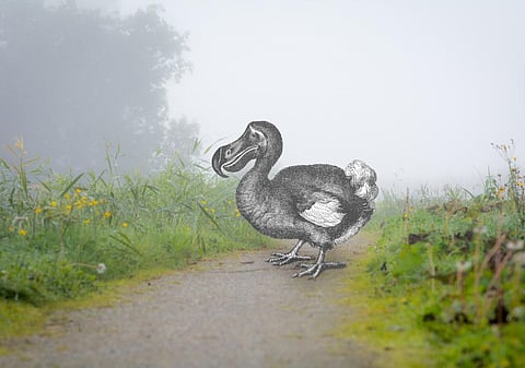 An impossible sight – but maybe not for long. Photo: Beeldbewerking / iStock via Getty Images Plus