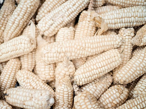 Exports from Uganda and Tanzania have often plugged the white maize deficit in other countries across the Horn of Africa. Photo: iStock