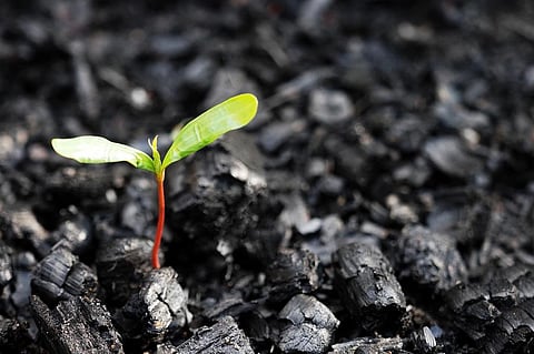 A tonne of fossil carbon isn’t the same as a tonne of new trees: Why offsets can’t save us