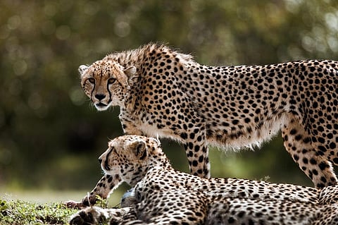 The other cheetahs from Namibia will also be released into the wild soon in a phased manner. Representative photo: iStock.