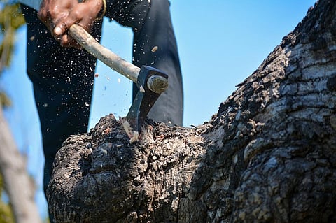 Encroachers are causing environmental damage, officials claimed. Representative photo: iStock.