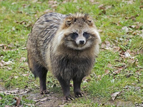 The common raccoon dog, also called the Chinese or Asian raccoon dog, is a small, heavy-set, fox-like canid native to East Asia. Named for its raccoon-like face markings, it is most closely related to foxes. Photo: iStock