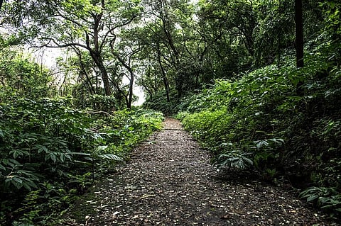 MoEFCC had sought an allocation of Rs 4,434.75 crore for 2022-23, but the ministry received only Rs 3,079.40 crore. Representative photo: iStock.