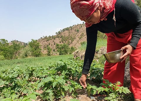 A small bottle of 500 millilitres nano urea spray is said to be a substitute for a full bag of 45 kilogrammes urea. Photo: iStock