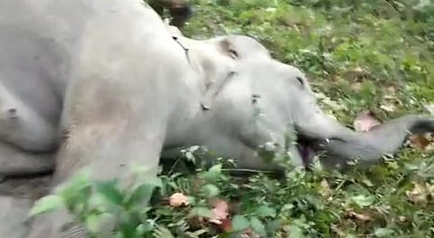 A still shot grab from a locally circulated video claimed to be one of the dead elephants. Down To Earth has not verified the authenticity of the claim. Photo credit: Jayanta Basu through local sources