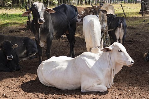The new rules demand animals be blindfolded to reduce stress levels, laid on soft ground, and given post-surgical care. Photo: iStock