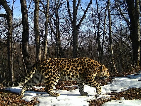 An Amur Leopard in the snowy taiga. Photo: Ministry of the Russian Federation for the Development of the Far East (Ministry of the Development of the Far East) via Creative Commons