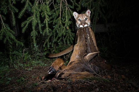 A dozen pumas can produce over 100,000 kilogrammes of carrion per year, a mass equivalent to that of the world’s largest animal, the blue whale. Photo: Neal Wight / Panthera