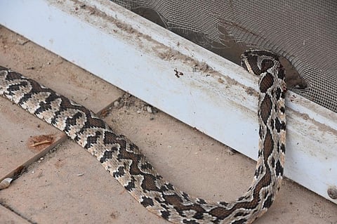 Most snakebite deaths in India occur during the southwest monsoon season. Representative photo: iStock.