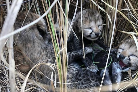 A photo of the cubs shared by @byadavbjp on Twitter