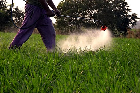 The central government in May 2020 had proposed banning 27 harmful pesticides identified as health hazards by an expert committee. Photo: iStock