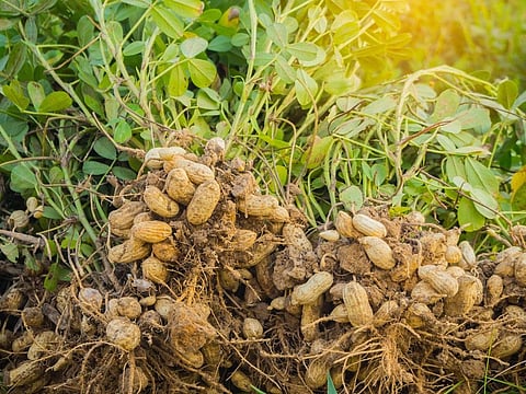The yield of groundnut kernels was around 30-40 per cent higher in the ZBNF treatment, an important finding with groundnut being a crucial oilseed crop in India and covering 0.537 million hectares (ha) in Andhra Pradesh. Photo: iStock.