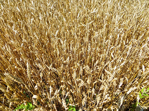 Magnaporthe oryzae infects wild and cultivated grasses, most notably rice and wheat. Photo for representation: iStock
