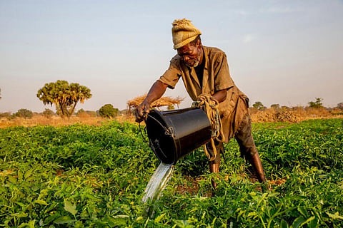 A farmer watering his crops in Namong, Tone district, Togo. Photo: Godong/Universal Images Group via Getty Images